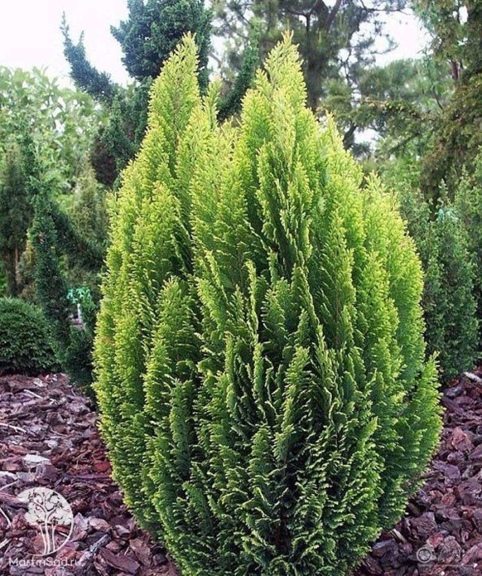 Кипарисовик лавсона