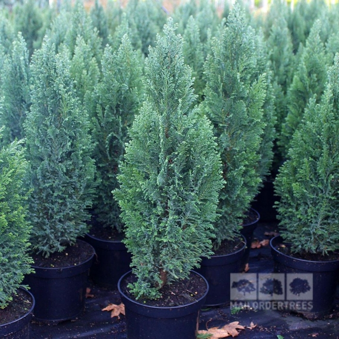 Кипарисовик лавсона элвуди уайт