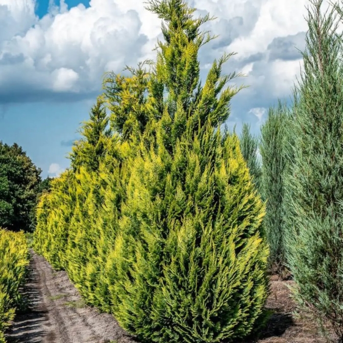 Кипарисовик лавсона