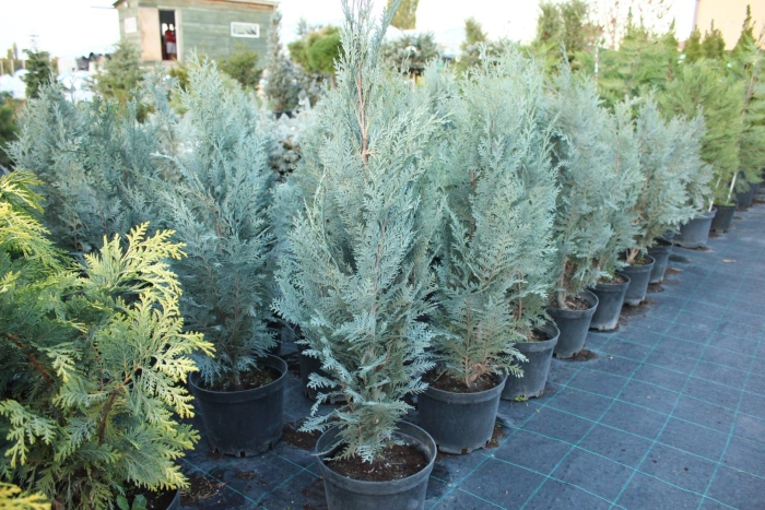 Кипарисовик лавсона пелтс блю