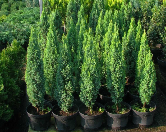 Кипарисовик элвуди