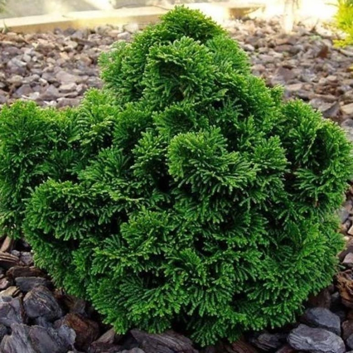 Кипарисовик нана грацилис