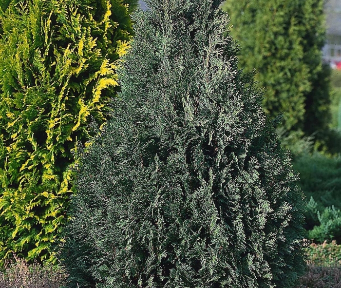 Кипарисовик лавсона элвуди