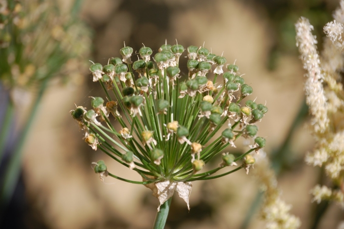 Allium rubellum