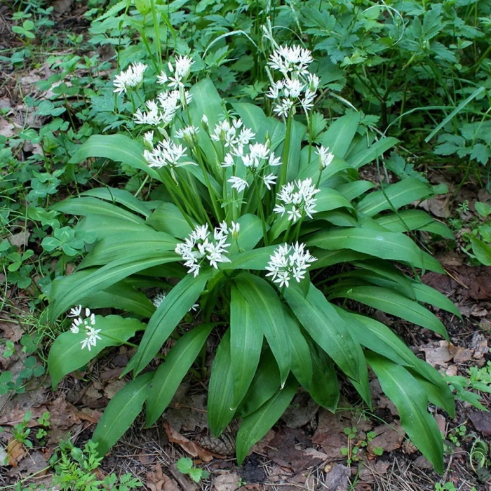 Медвежий лук черемша