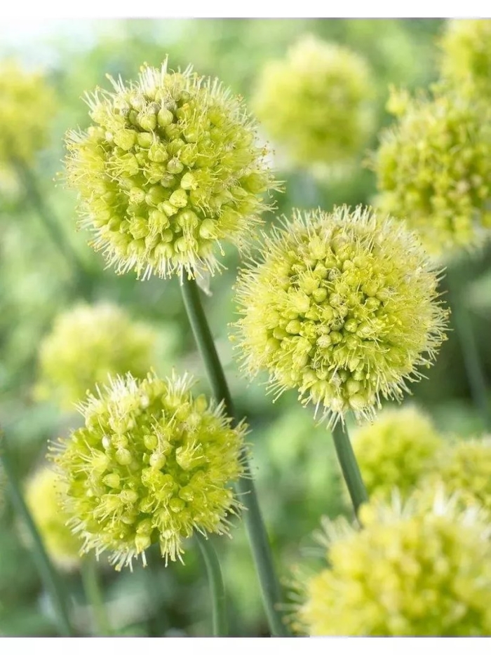 Allium obliquum