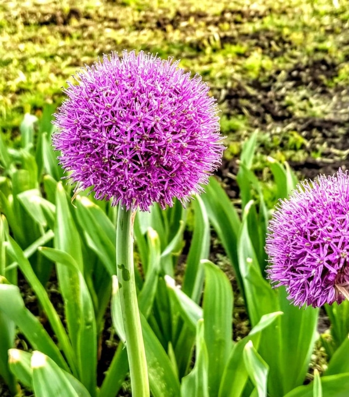 Суворовский чеснок лук анзур