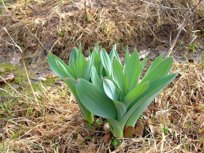 Лук суворова анзур