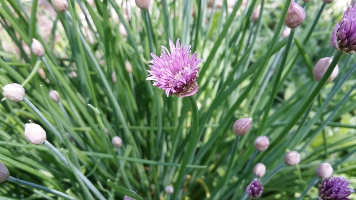 Allium schoenoprasum