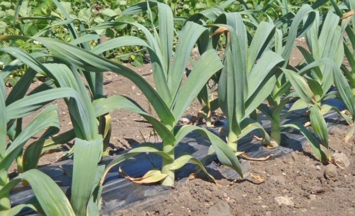 Лукочеснок рокамболь