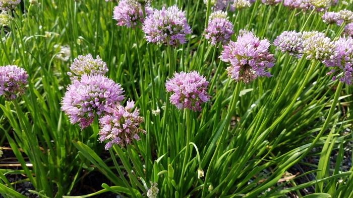 Allium senescens