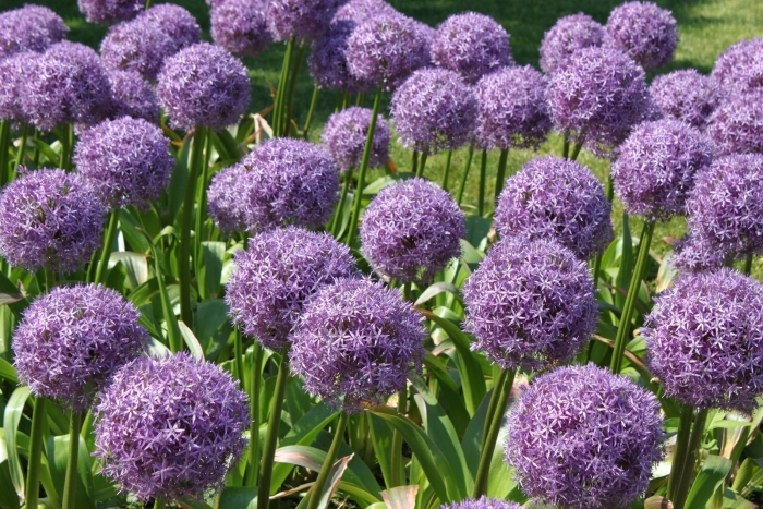 Аллиум перпл рейн