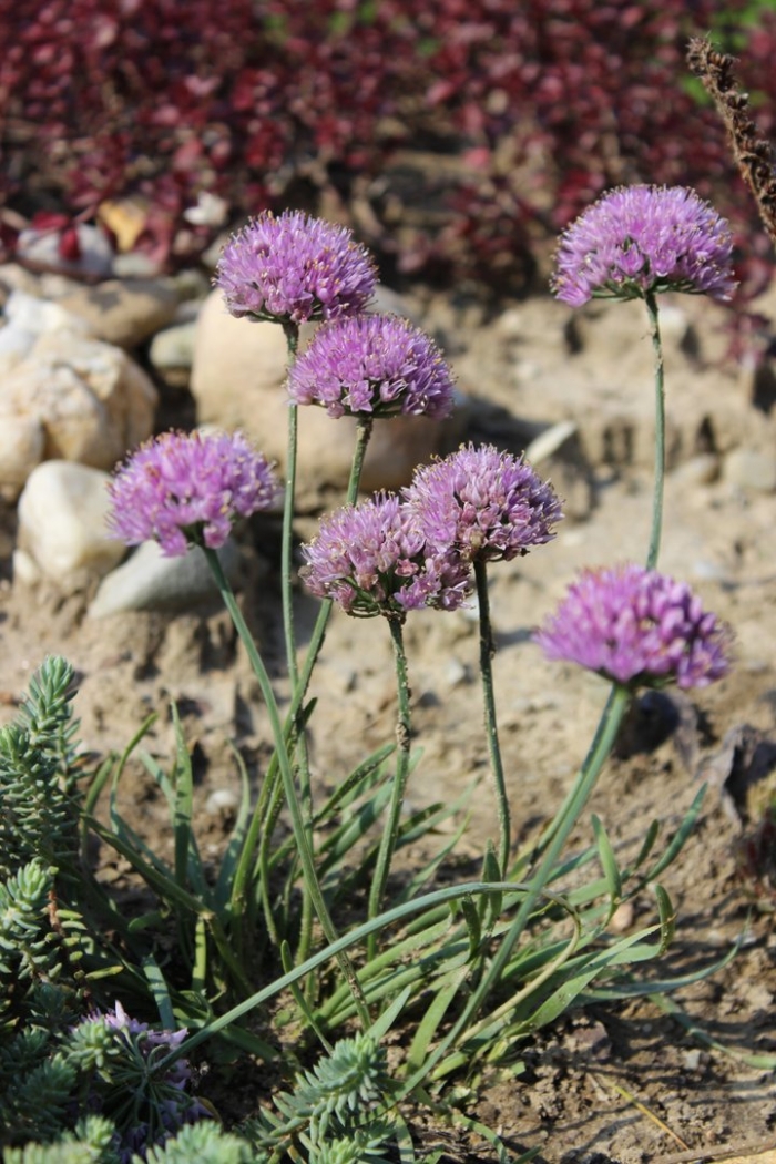 Allium montanum