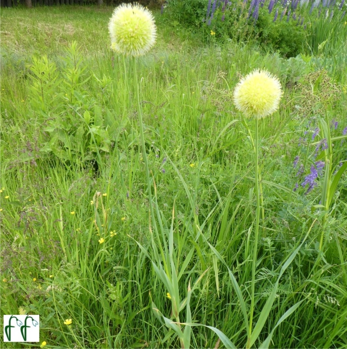Лук косой allium obliquum