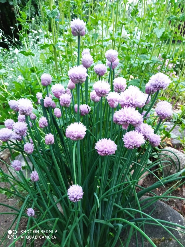 Лук шнитт (лук скорода)