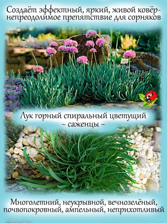 Лук горный спиралис