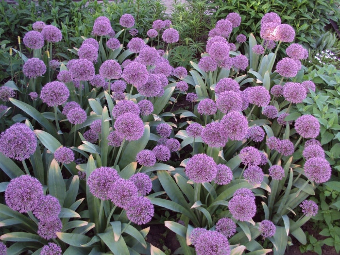 Лук аллиум афлатунский