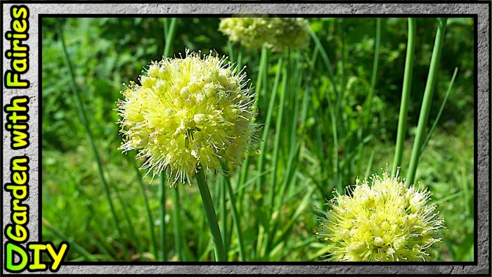Allium obliquum