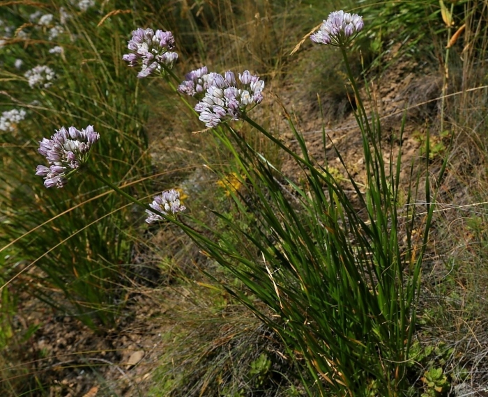 Allium angulosum
