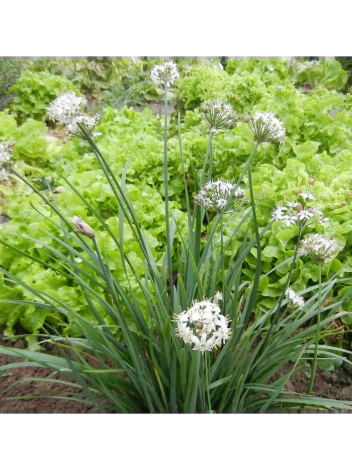 Лук душистый джусай