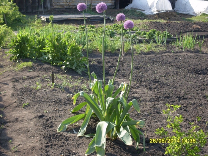 Лук суворова анзур многолетний