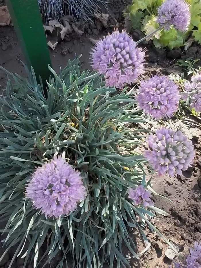 Лук горный спиралис