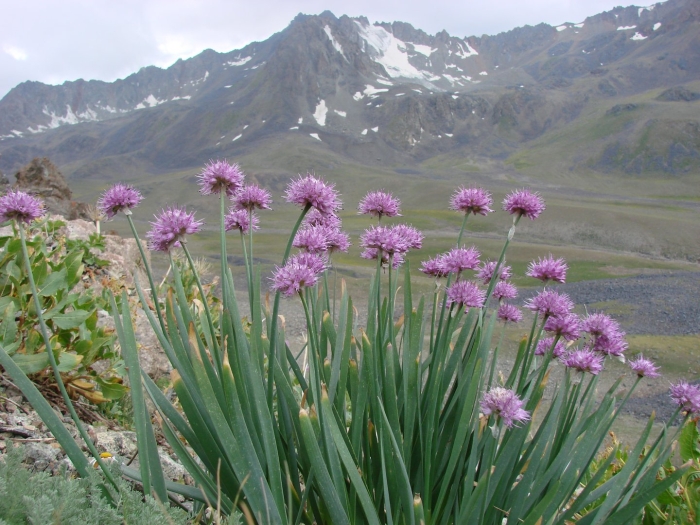 Allium carolinianum