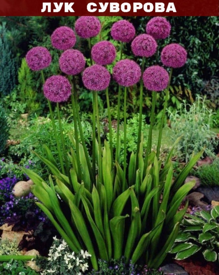 Аллиум афлатунский