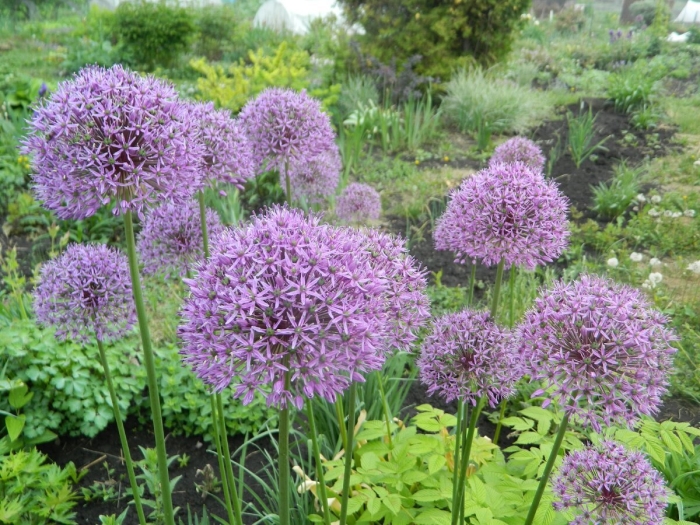 Аллиум рокамболь