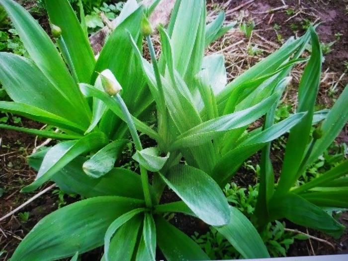 Лук суворова черемша