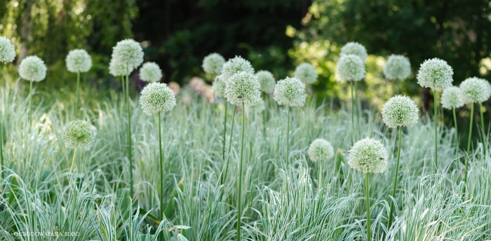 Аллиум маунт эверест