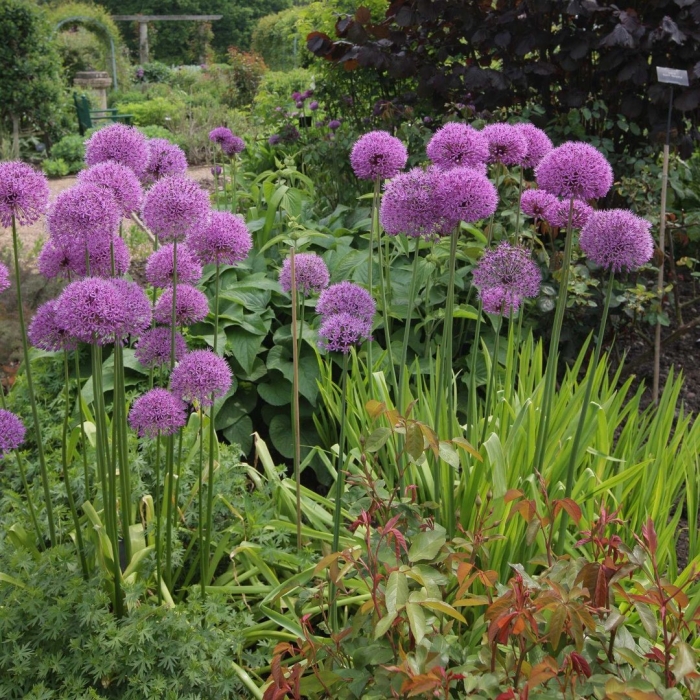 Лук аллиум суворова