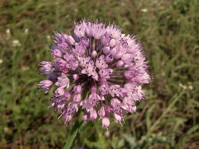 Allium lusitanicum