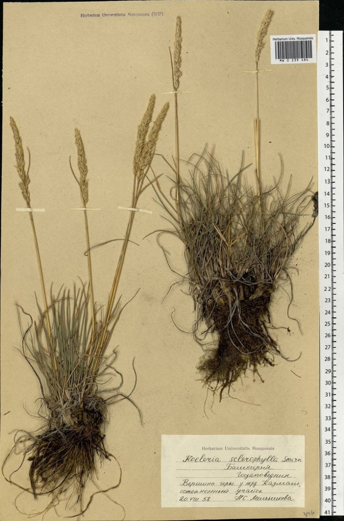 Тонконог сизый koeleria glauca