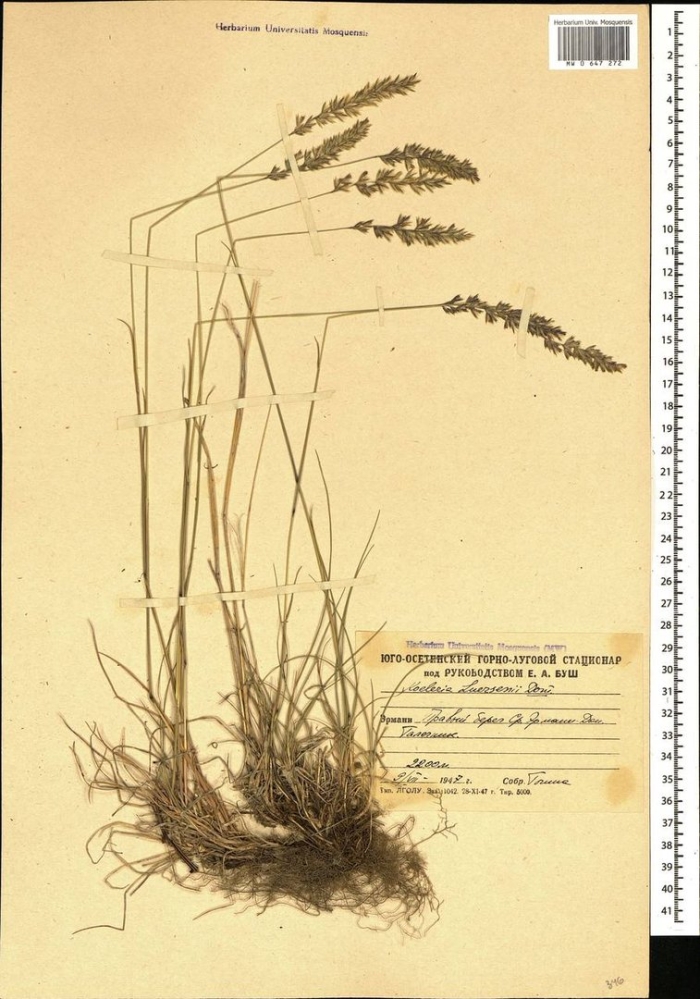 Мятлик луговой