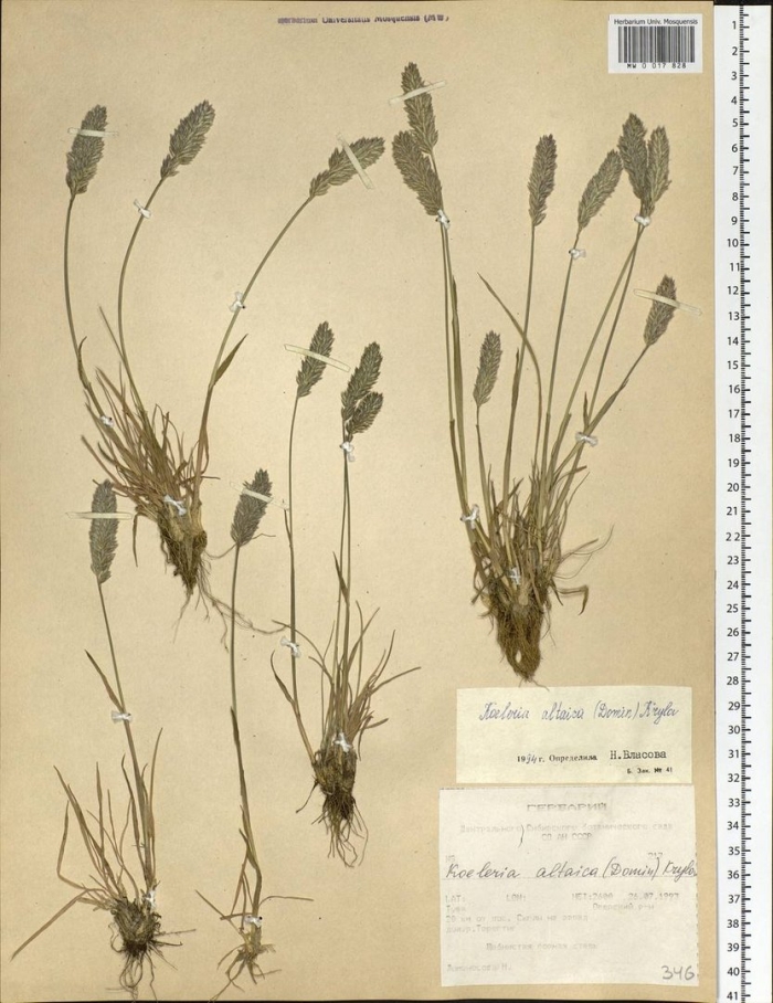 Житняк гребенчатый agropyron cristatum