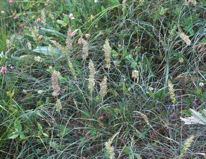 Лисохвост луговой alopecurus pratensis