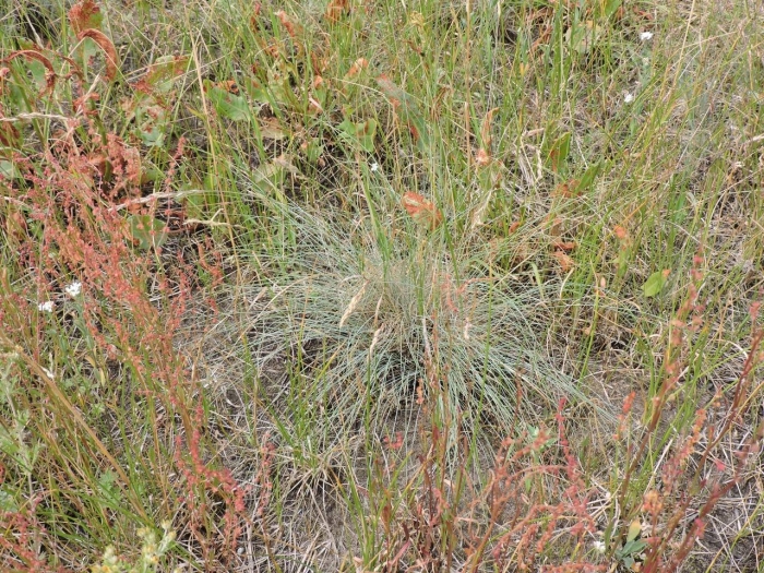 Овсяница валисская типчак