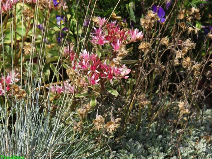 Тонконог ледебура