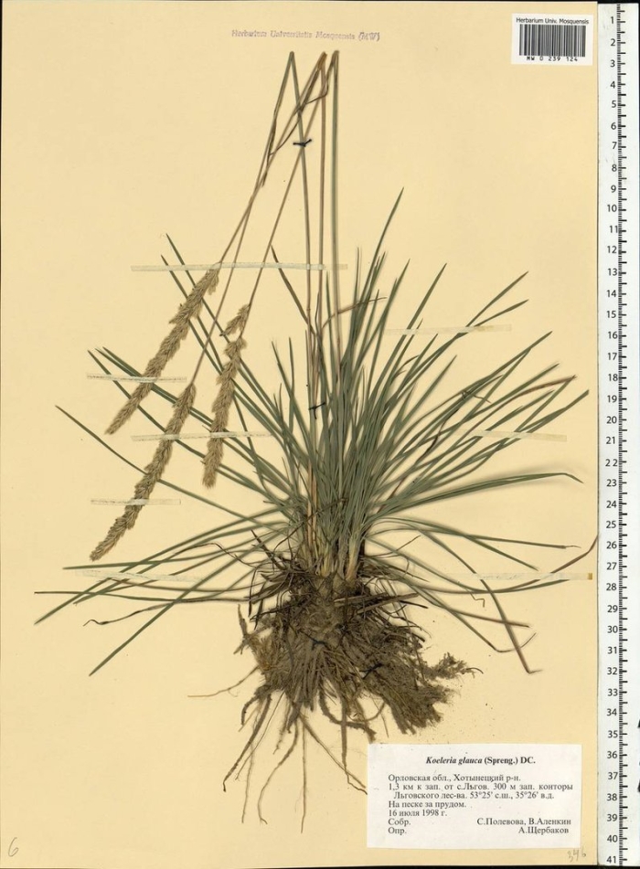 Келерия сизая (тонконог)