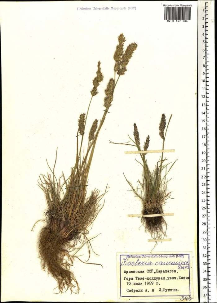 Овсяница овечья (festuca ovina l.)