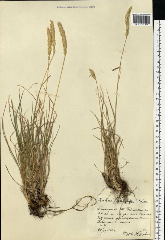 Овсяница овечья (festuca ovina l.)