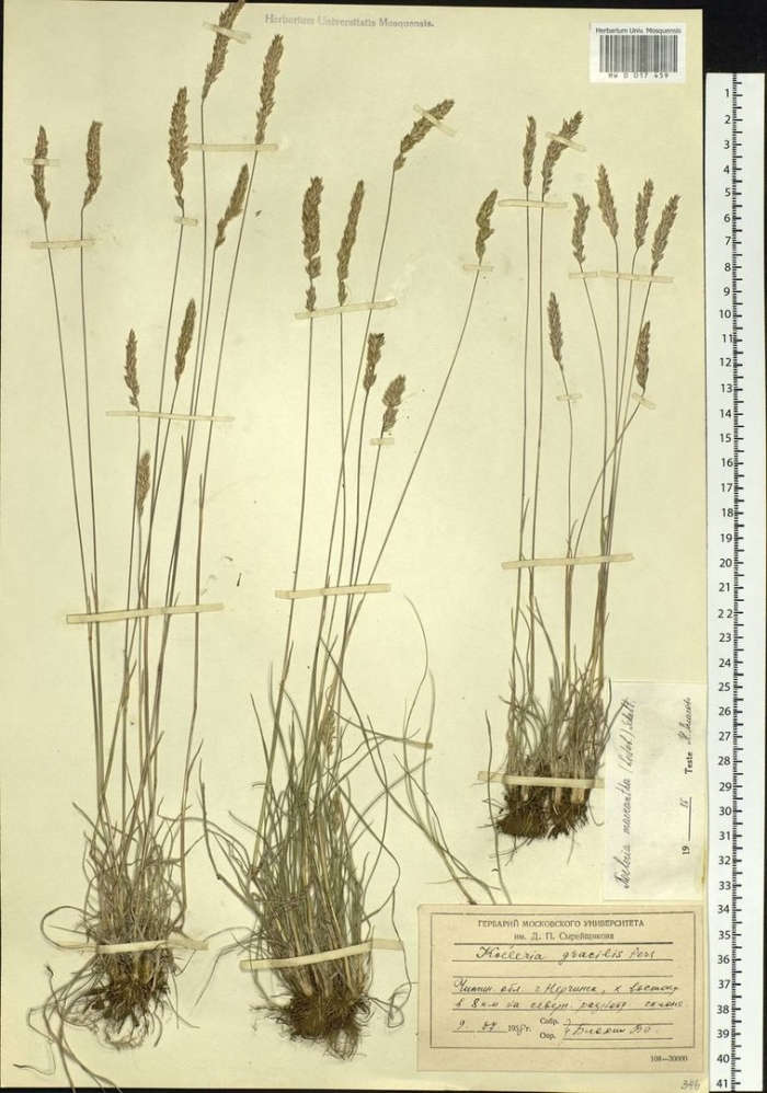 Мятлик алтайский