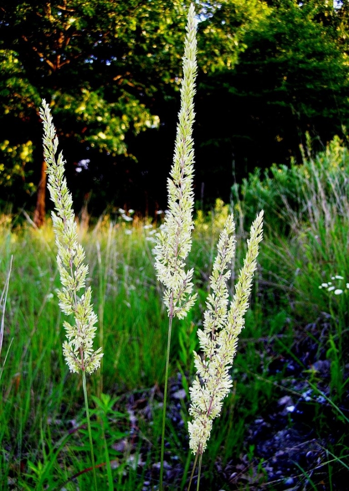 Calamagrostis dubia