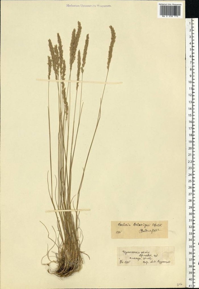 Келерия делявиня