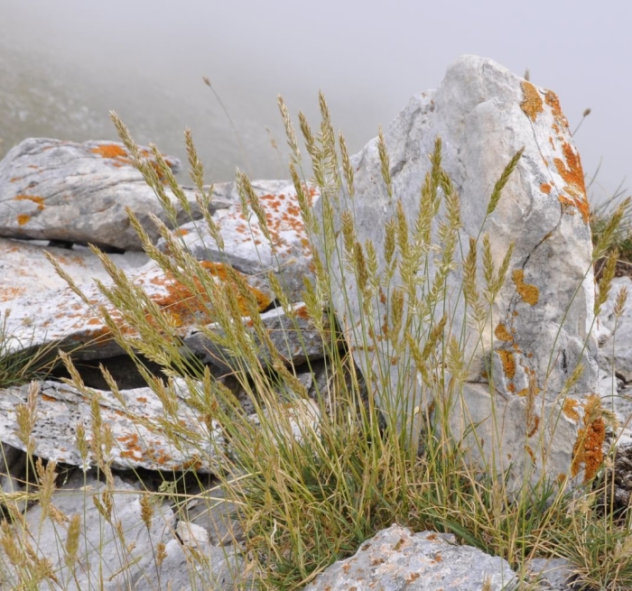 Тонконог гребенчатый