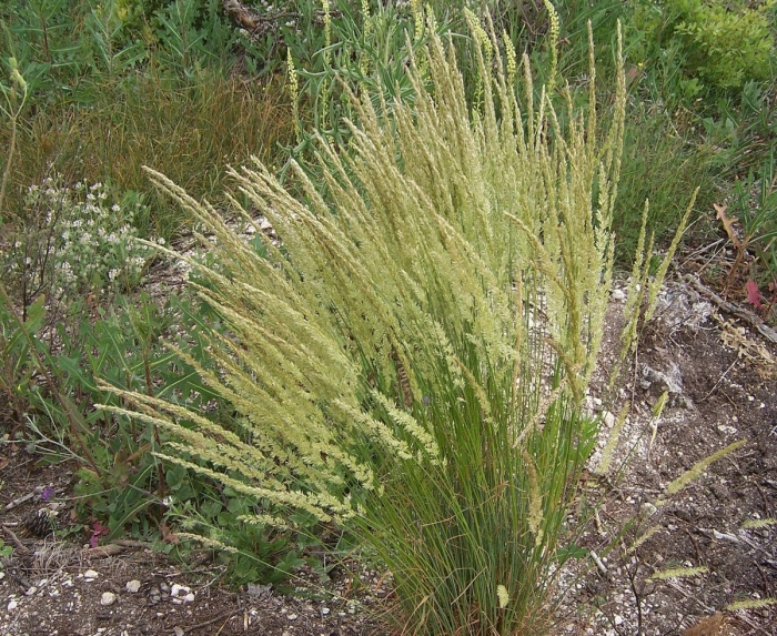 Вейник остроцветковый карл форстер