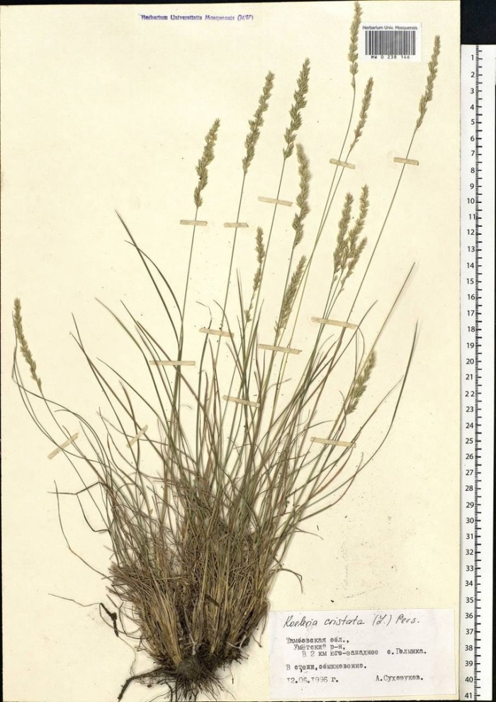 Овсяница овечья festuca ovina