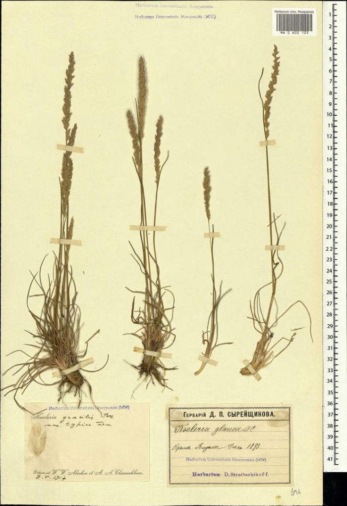 Тонконог сизый koeleria glauca