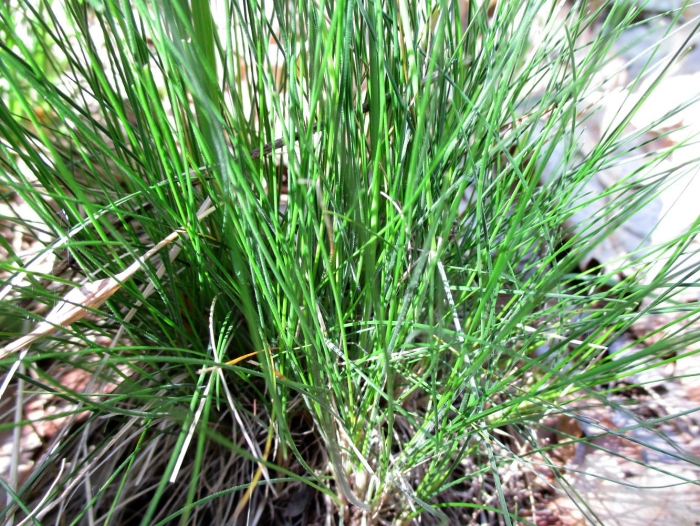 Овсяница типчак